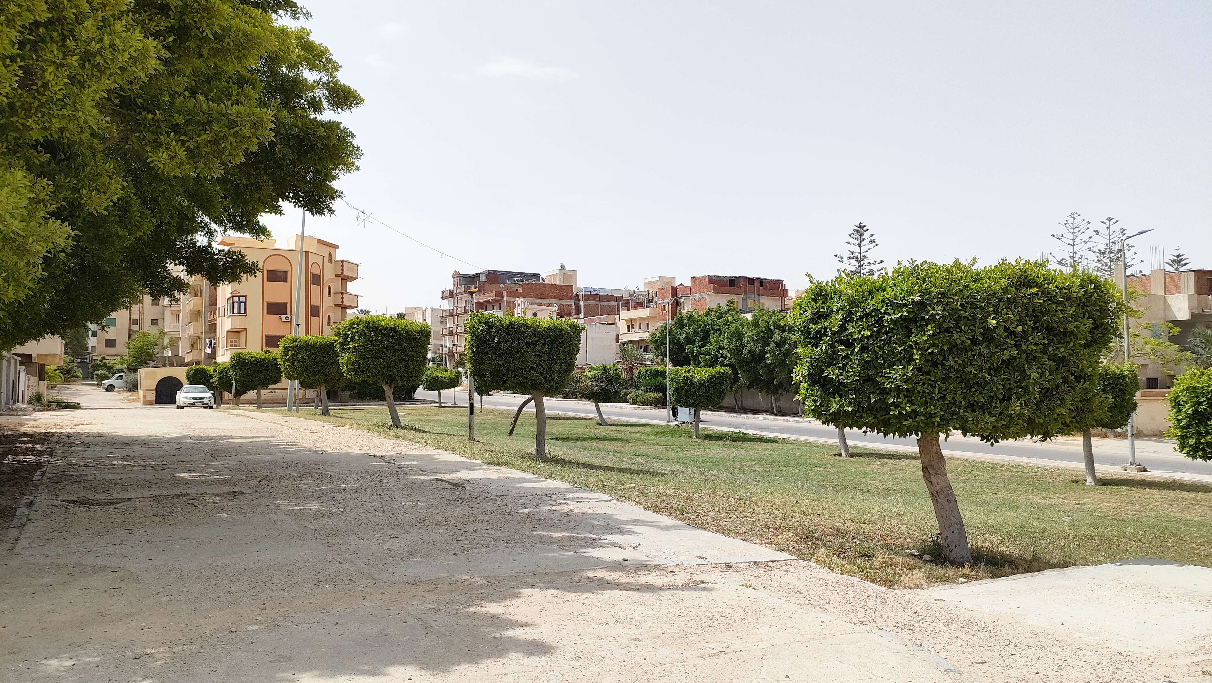 Image of Ficus retusa L.