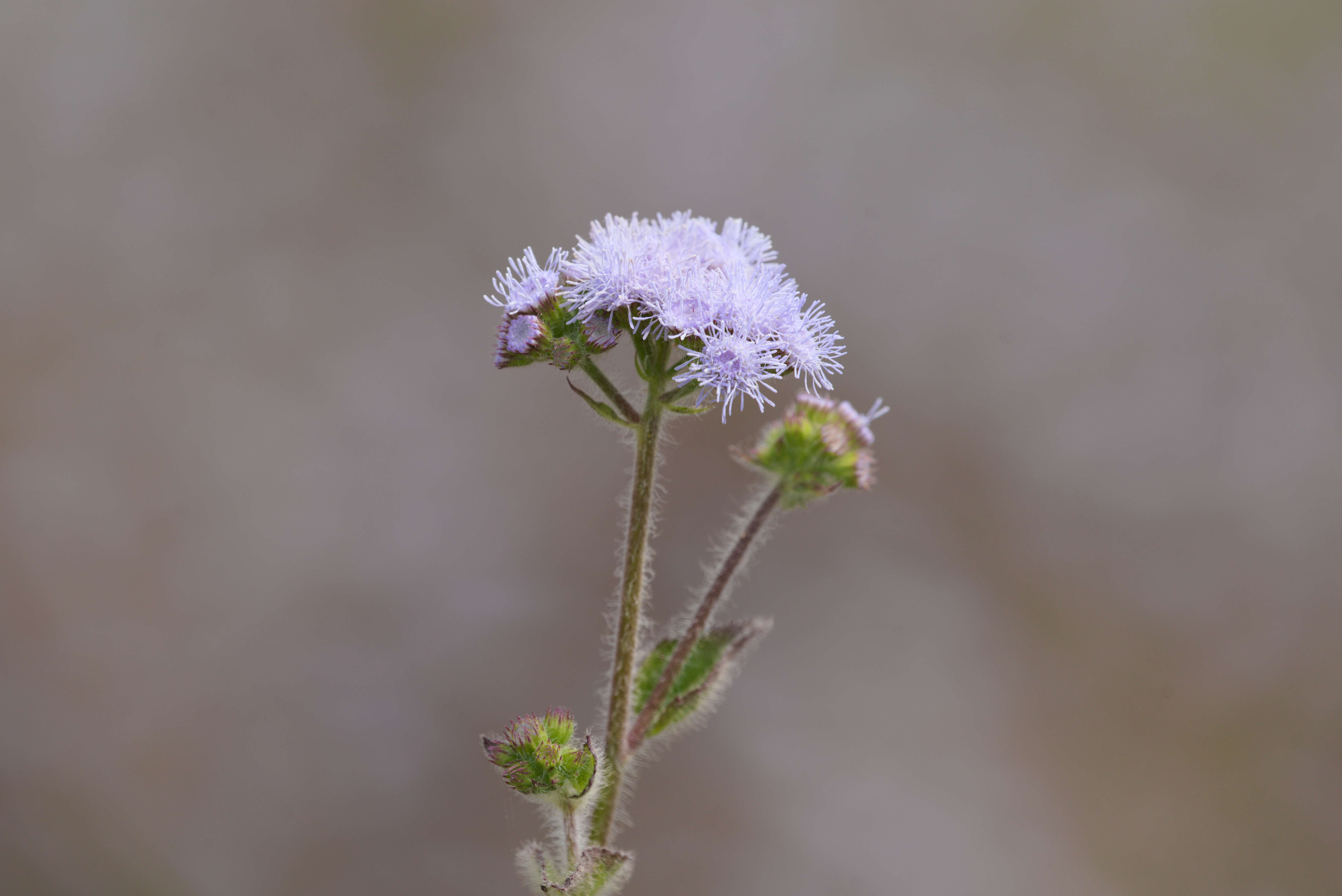 Imagem de Ageratum conyzoides L.