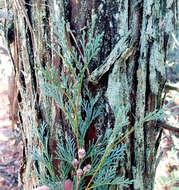 Image of Atlantic White Cedar