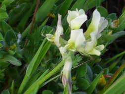 Image of Yellow Milk-vetch