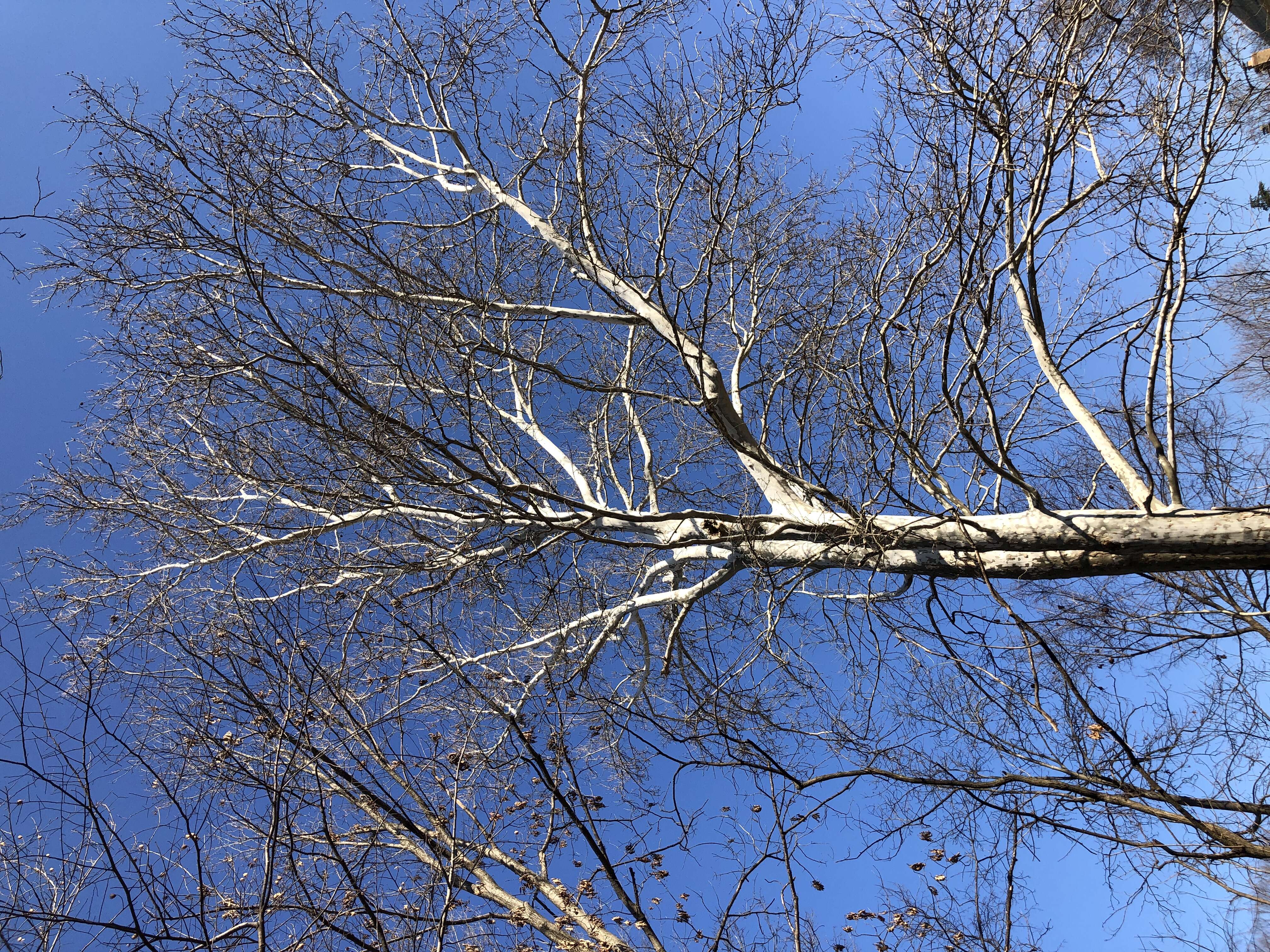 Imagem de Platanus occidentalis L.