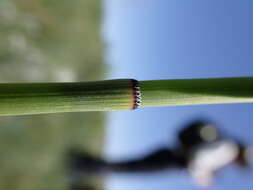 Image of smooth horsetail