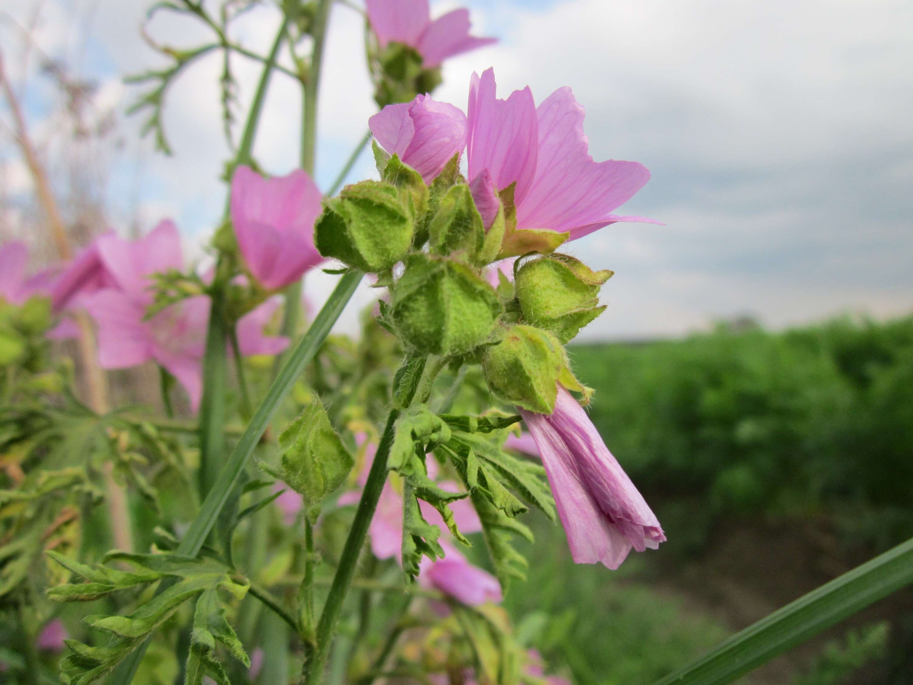 Image of musk mallow