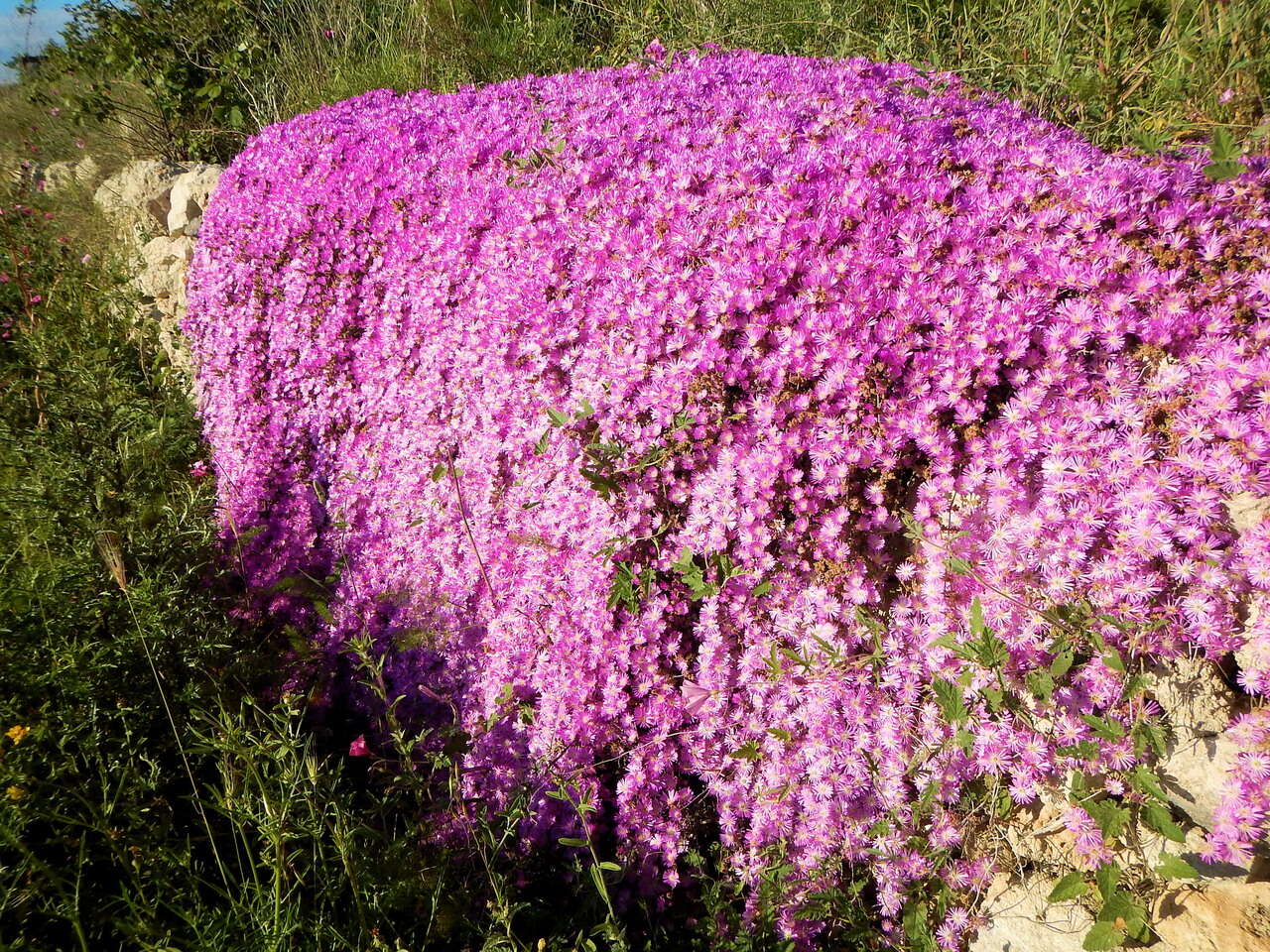 Imagem de Drosanthemum hispidum (L.) Schwant.