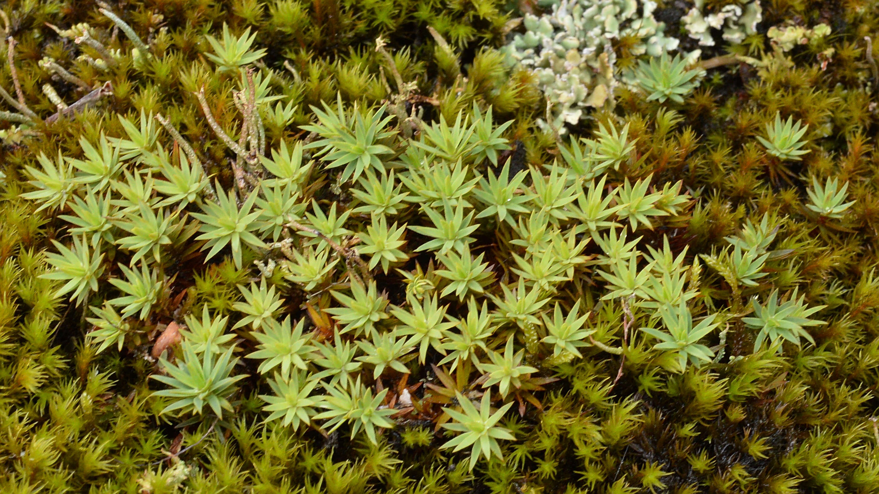 Image of pogonatum moss