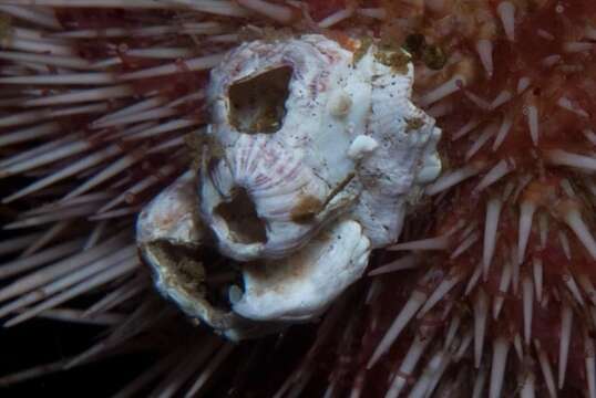 Image of Striped barnacle