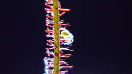 Image de Drosera filiformis Raf.