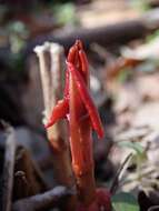 Image of Japanese Knotweed