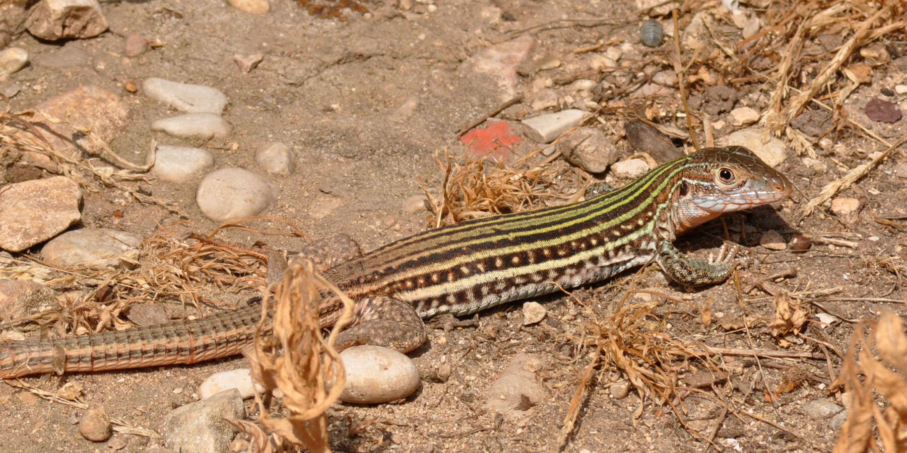 Image of Common Spotted Whiptail