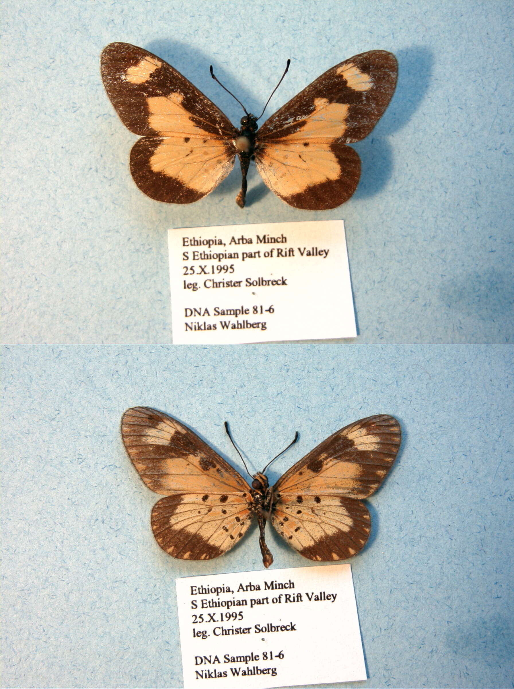 Image de Acraea acerata Hewitson 1874