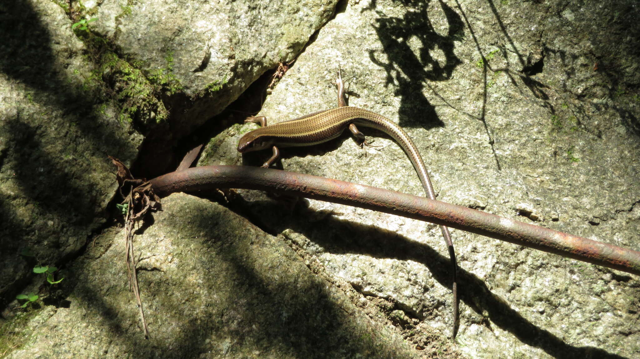 Image of Plestiodon japonicus (Peters 1864)