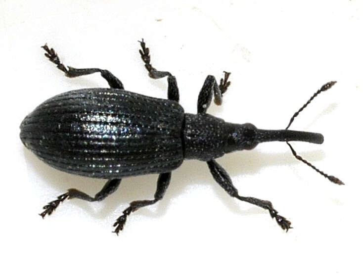 Image of Stenopterapion meliloti