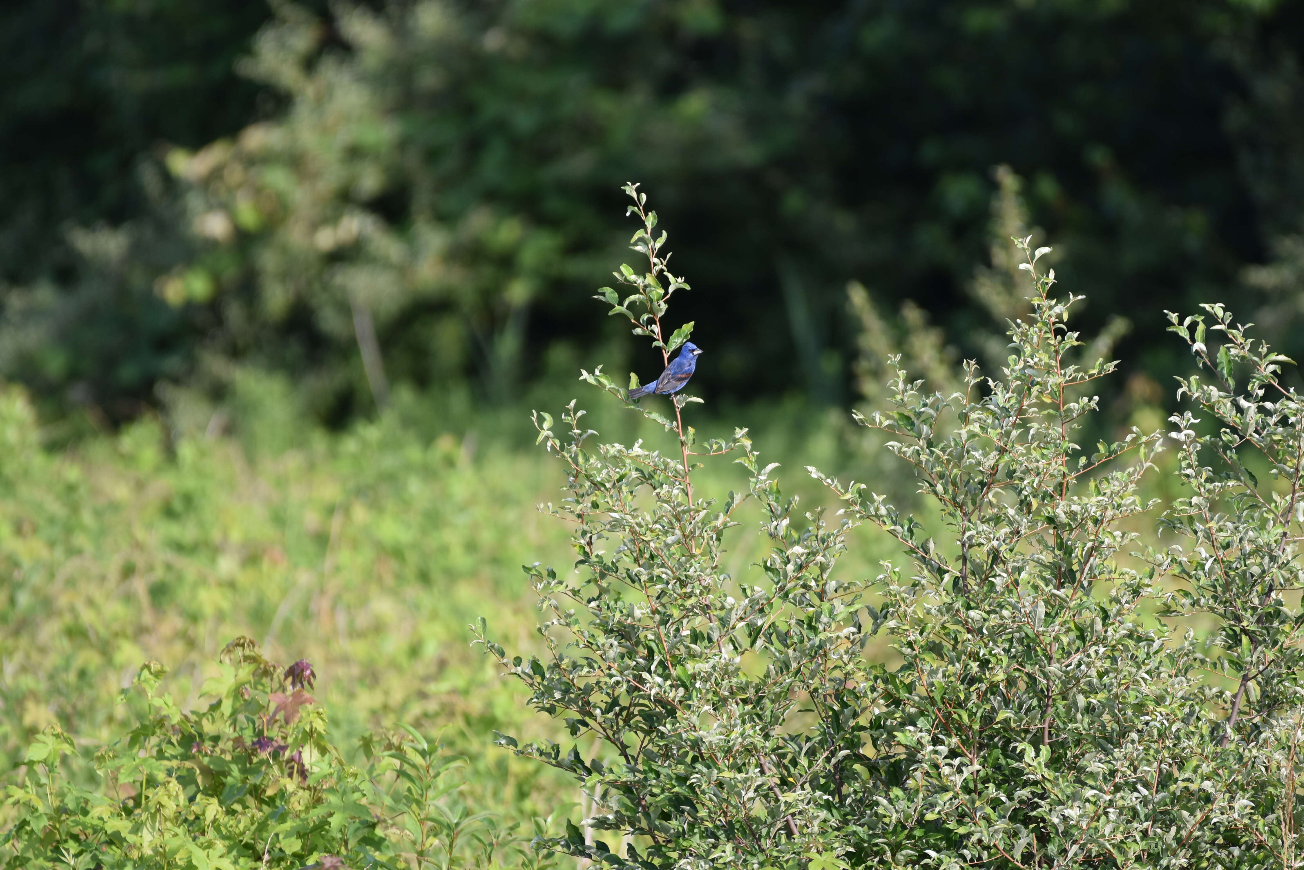 Image of Blue Grosbeak