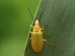 Image of Cteniopus sulphureus