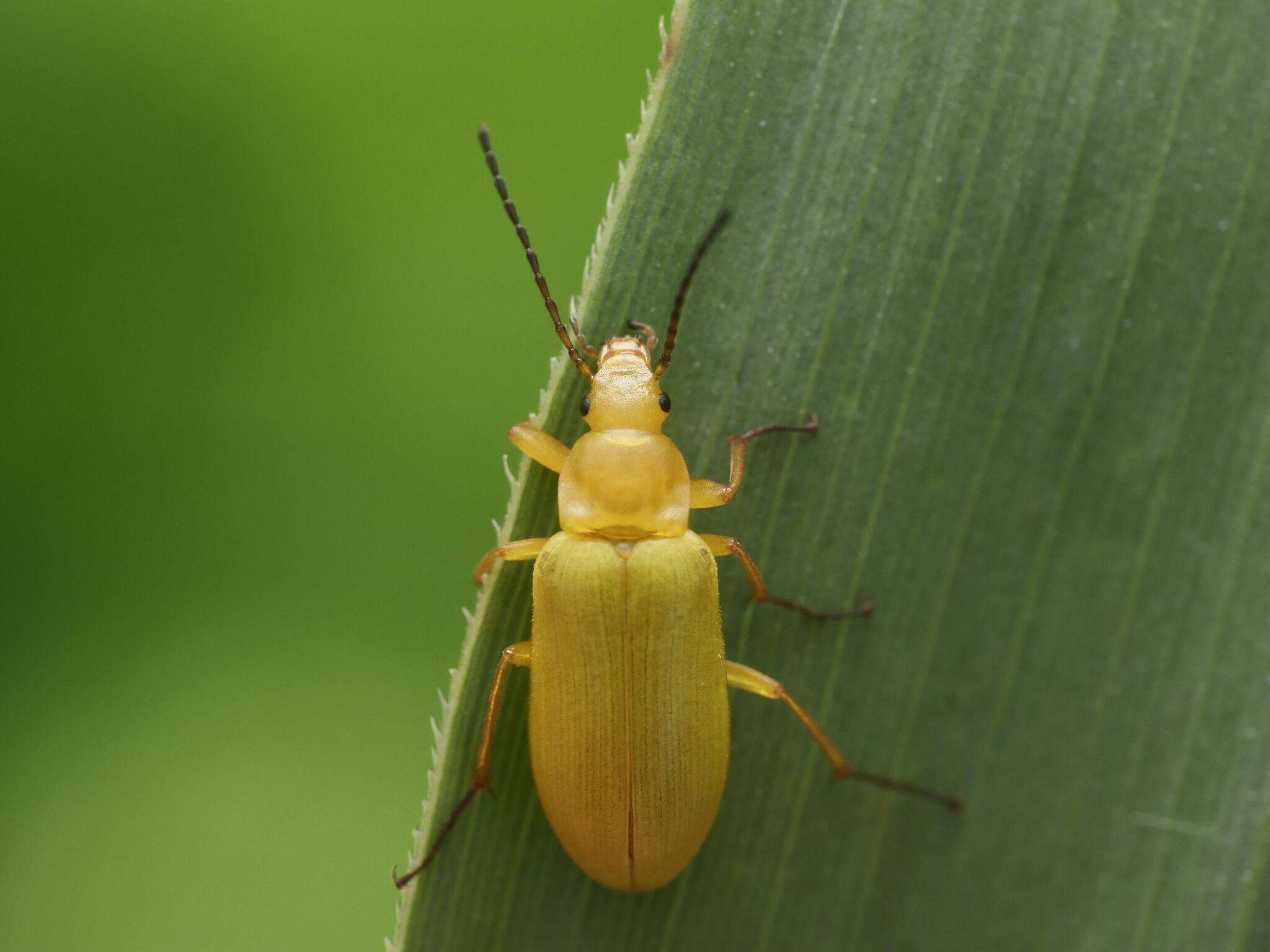 Image of Cteniopus sulphureus