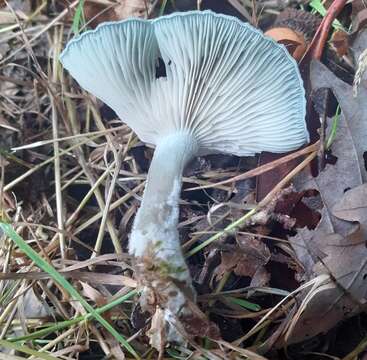 Image of Clitocybe odora (Bull.) P. Kumm. 1871