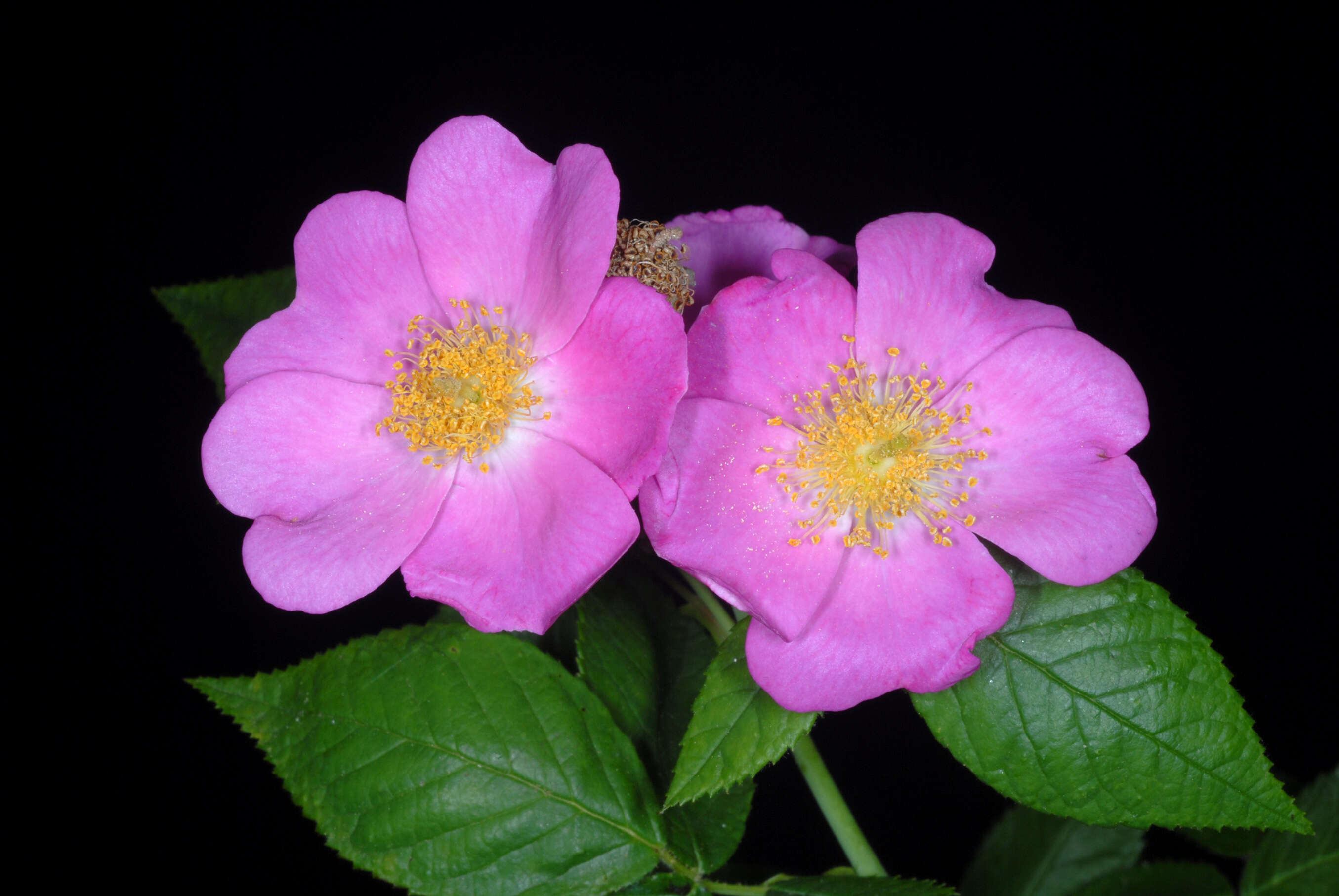 Image of climbing rose