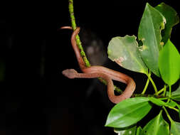 Trimeresurus purpureomaculatus (Gray 1832) resmi