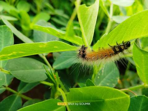 Image de Spilosoma obliqua Walker 1855