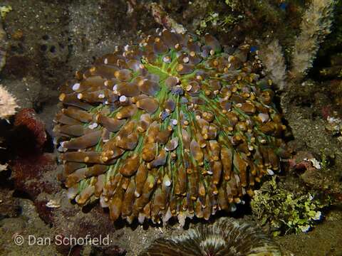 Image of Mushroom coral