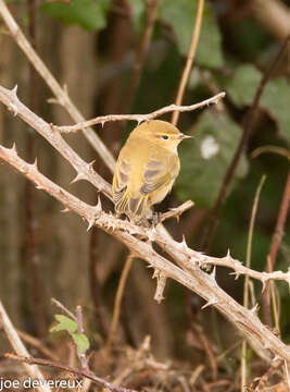 Image of Willow Warbler