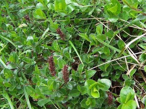 Image of Salix alpina Scop.