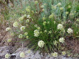 Image of Allium flavescens Besser