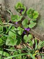 Image of Ground ivy