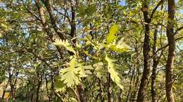 Image of Iberian white oak