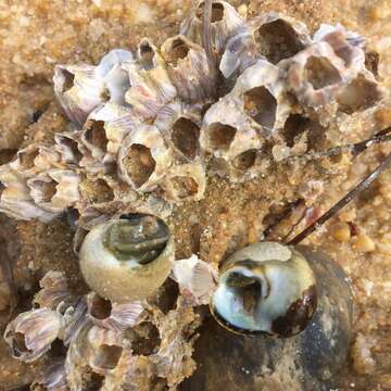 Image of Striped barnacle