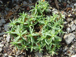 Image de Dianthus callizonus Schott & Kotschy