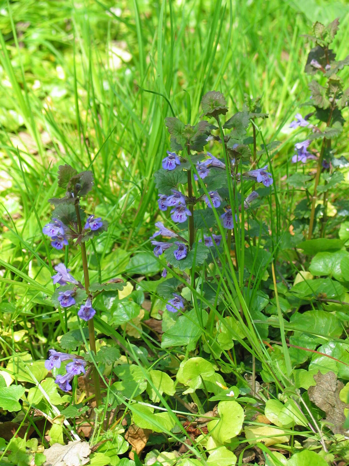 Image of Ground ivy