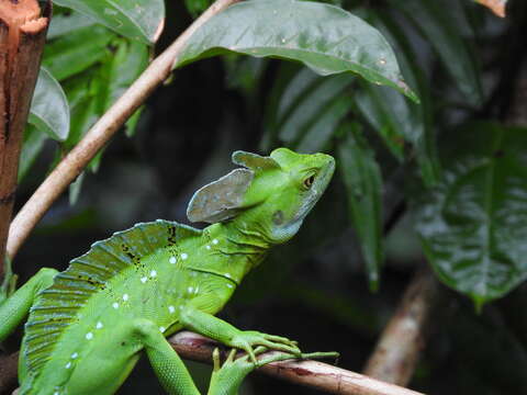 Image of Green Basilisk