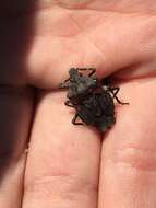 Image of Rough Stink Bugs