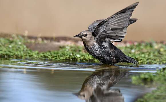 Image of Spotless Starling