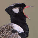 Image of Northern Black Bustard