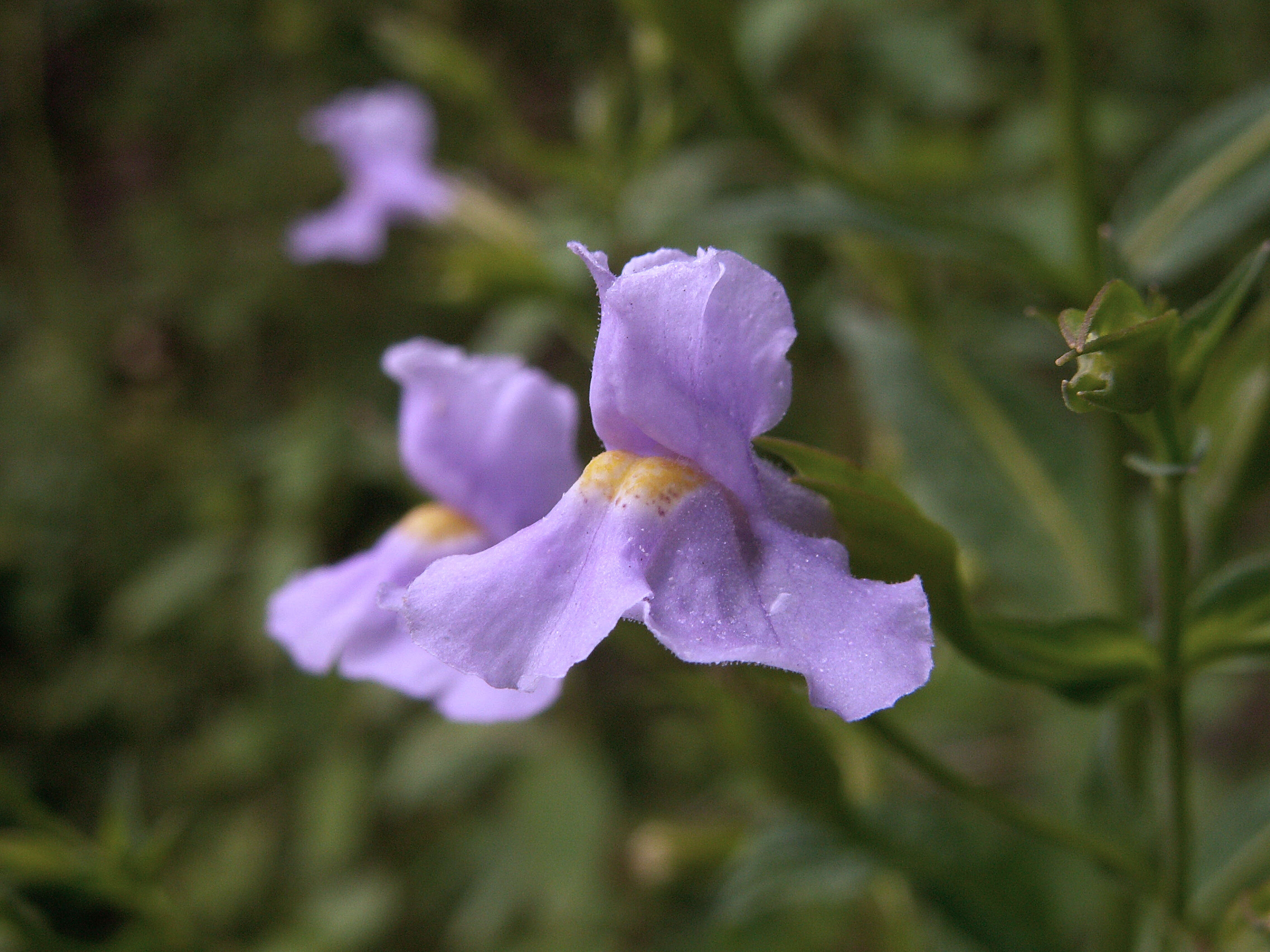 Plancia ëd Mimulus alatus Soland.