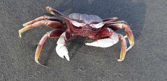 Image of Horned Ghost Crab