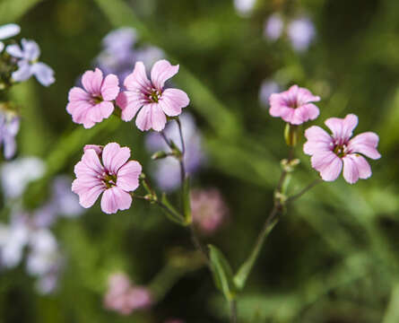 Image of soapwort