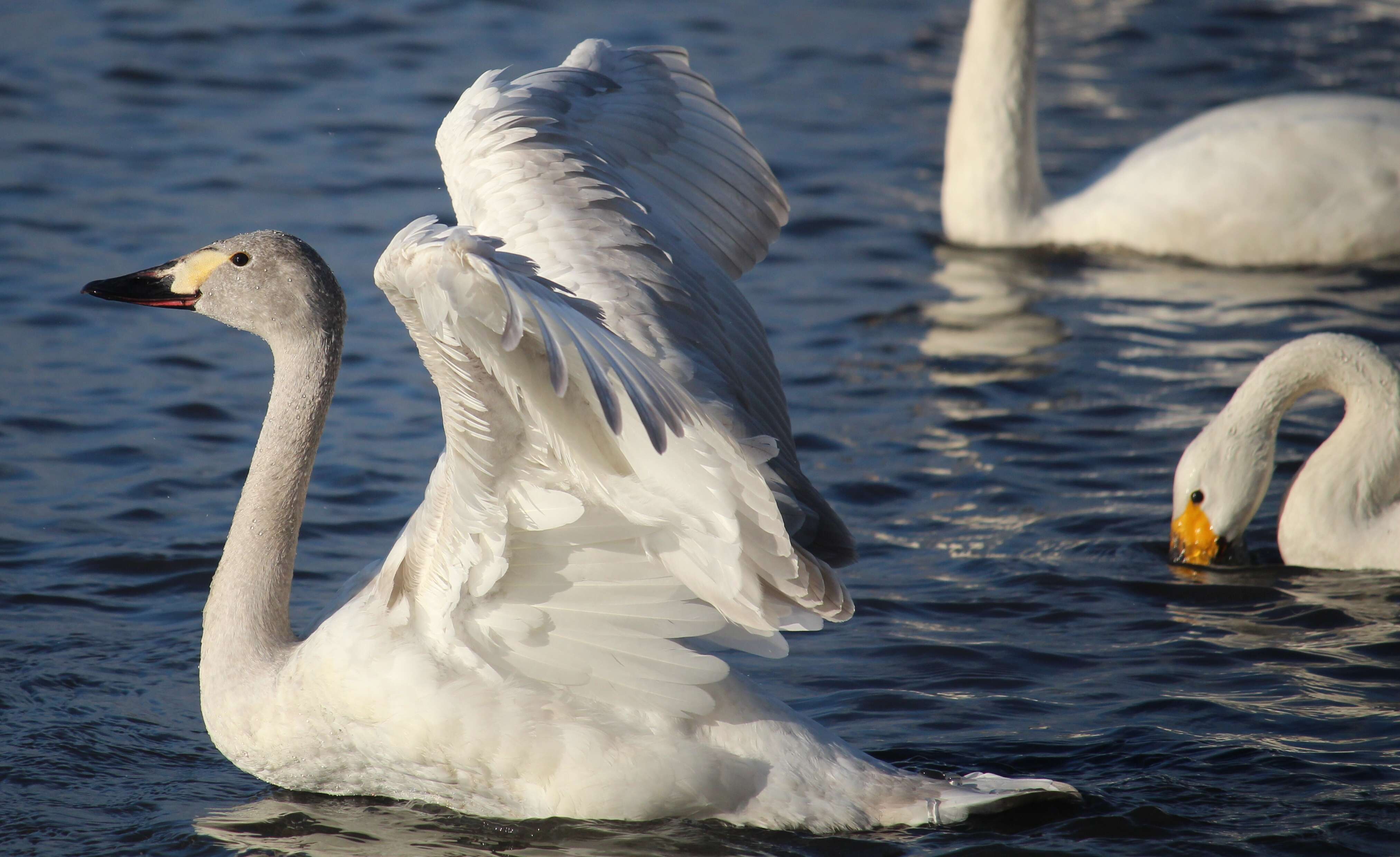 Image de Cygne de Bewick