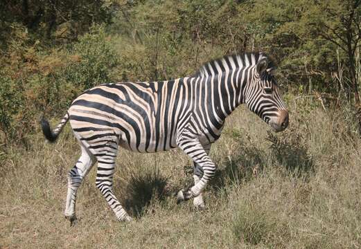 Image of Burchell's zebra