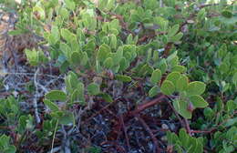 Image of Franciscan manzanita