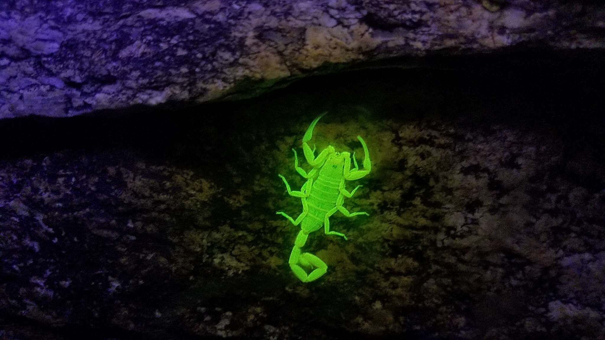 Image of Arizona Bark Scorpion