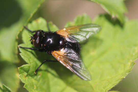 Image of Mesembrina meridiana (Linnaeus 1758)