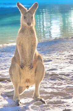 Image of kangaroo