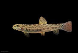 صورة Lepidocephalichthys thermalis (Valenciennes 1846)