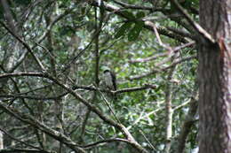 Image of White-breasted Hawk