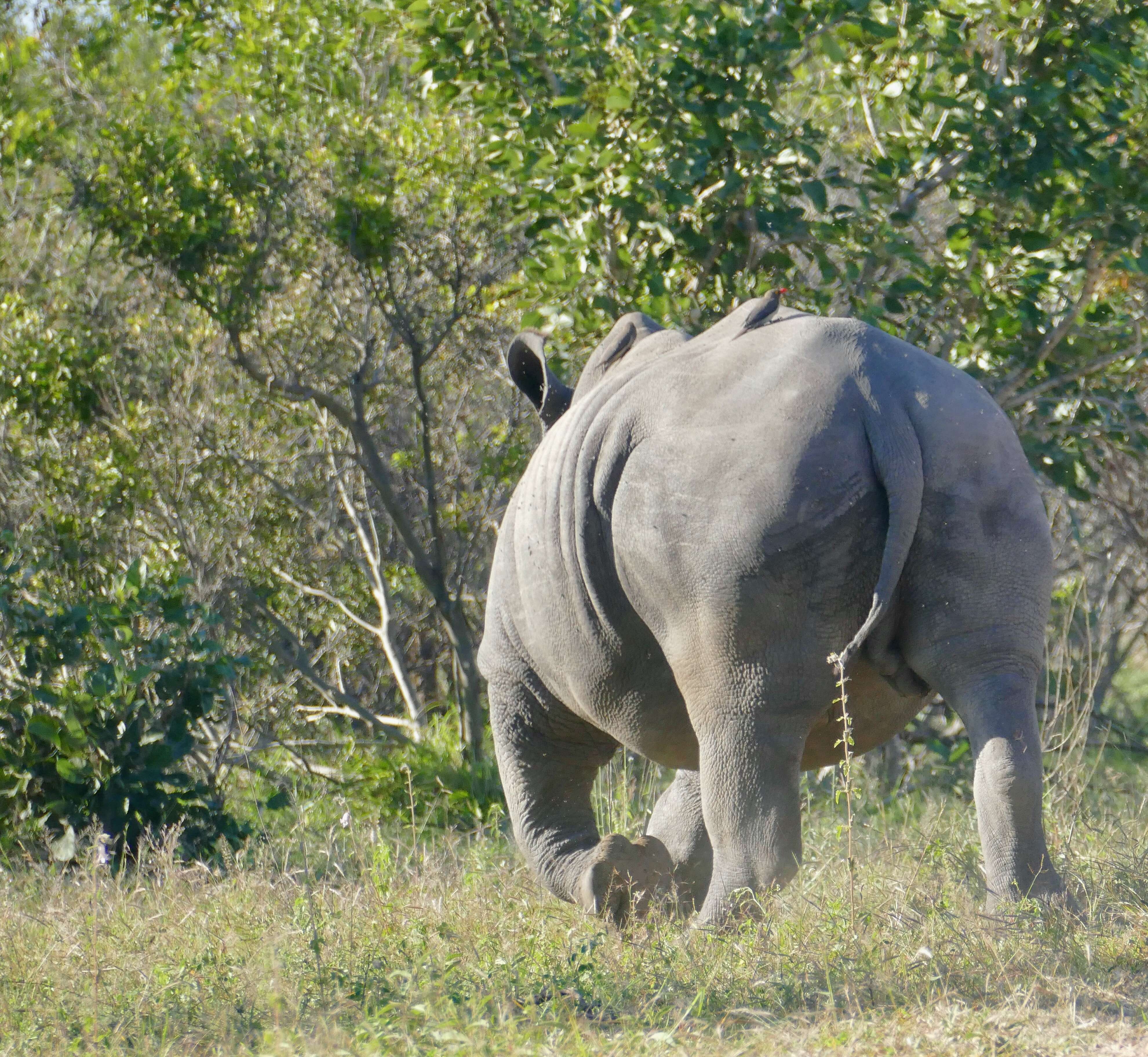 Image of Grass Rhinoceros