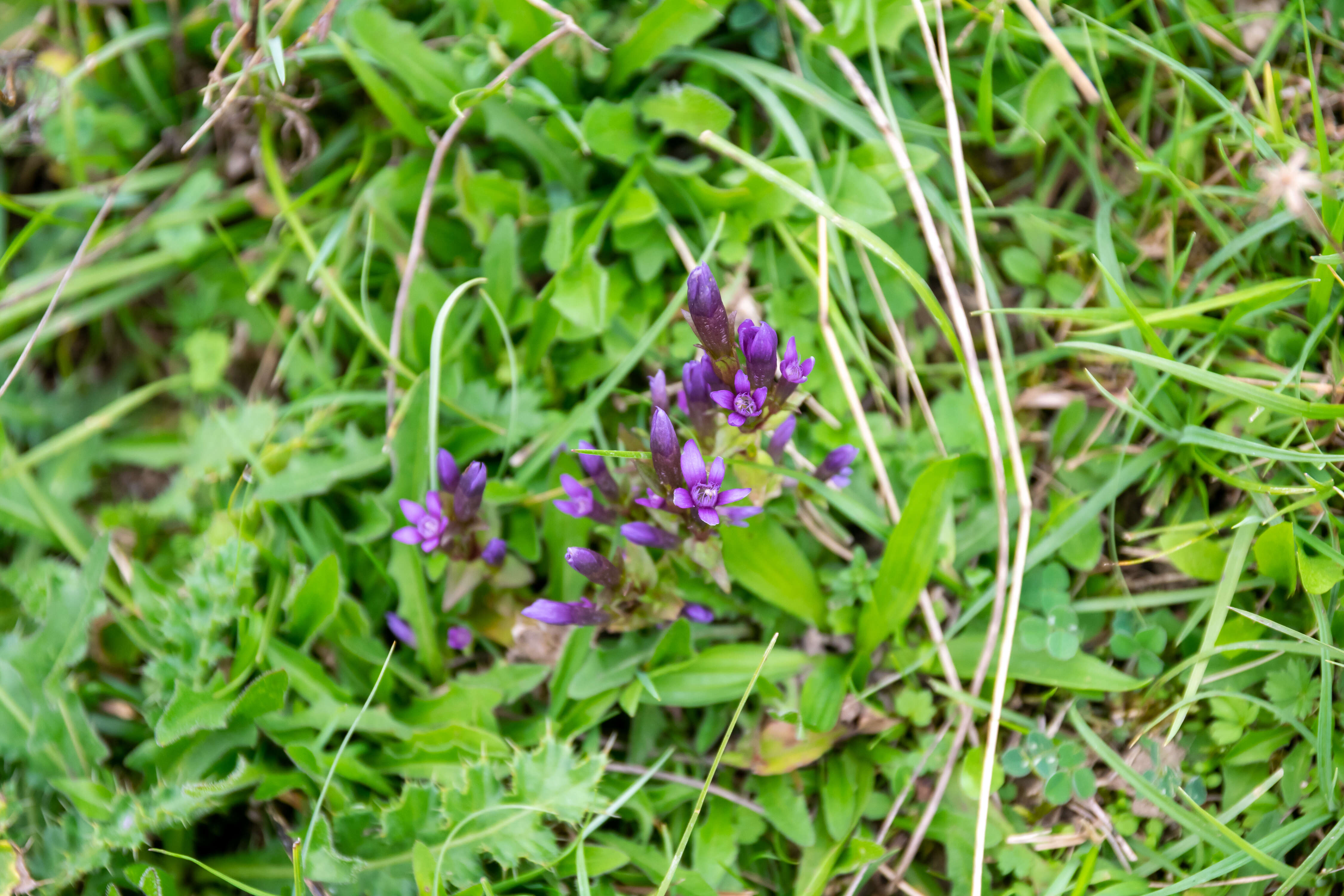 Image of chiltern gentian