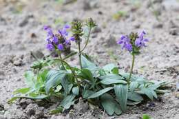 Image of large-flowered selfheal